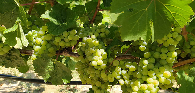 Bodega Pirineos incorpora a su vendimia la uva Riesling