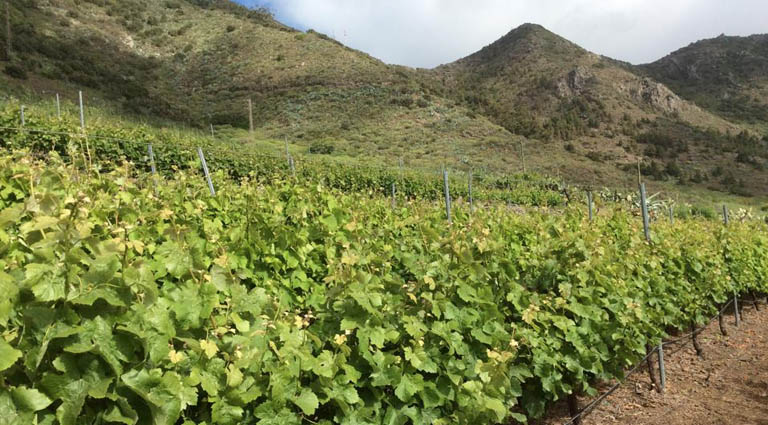 El nuevo Pliego de Condiciones de la DOP Islas Canarias pone en valor la singularidad de los Canary Wine 