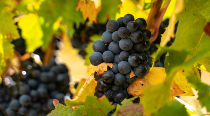 Redescubriendo el sabor vitivinícola de Euskadi